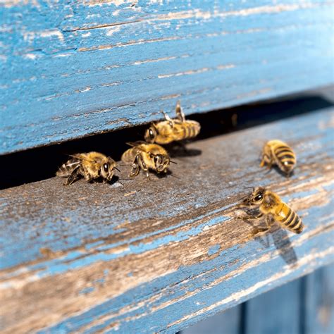 What Are Robber Bees How To Spot And Prevent Robbers