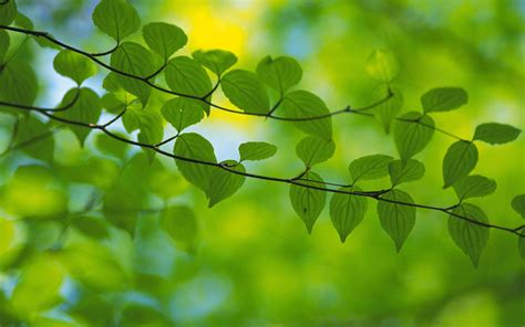 Fresh Green Leaves Theme Desktop Wallpapers 02 1920x1200 Download