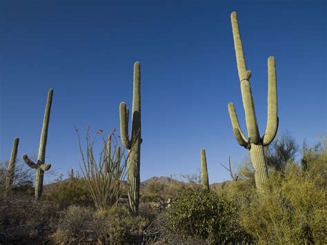 Climate Change Wiped Out Thousands Of The Wests Most Iconic Cactus