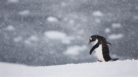 Penguin Walking Alone Bing Wallpaper Download