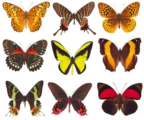 Butterfly Collection Of Butterflies Wings Insects Nature Free