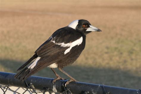 All Hail The Mighty Magpie 3 Tips On Coping With Swooping Season Ssgc