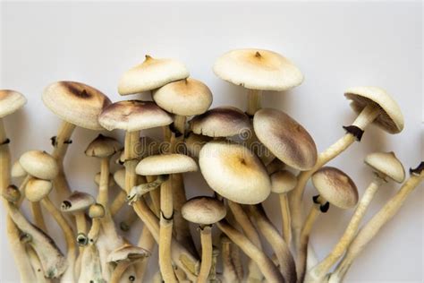 Psilocybin Cubensis Mushroom Hallucinogenic Psychedelic Drug Stock