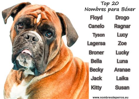Boxer Dog Names 330 Names