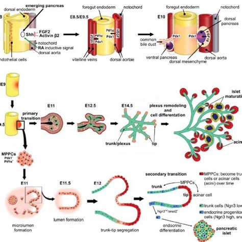 5 Development And Organogenesis Of The Pancreas A Scheme Of Early