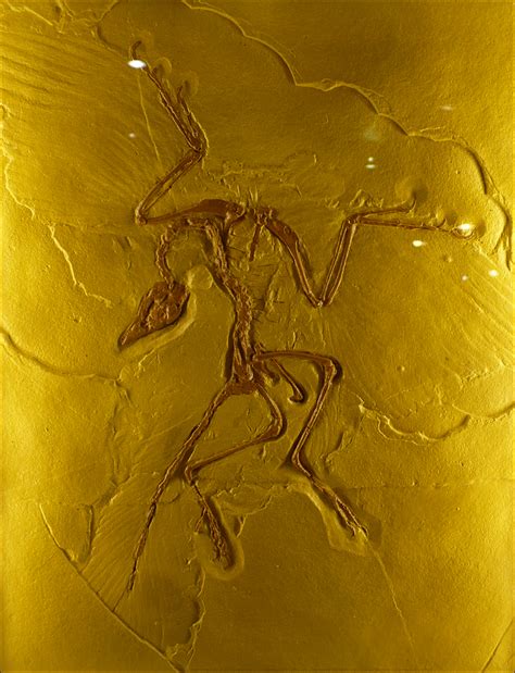 Archaeopteryx Replica By Undistilled On Deviantart