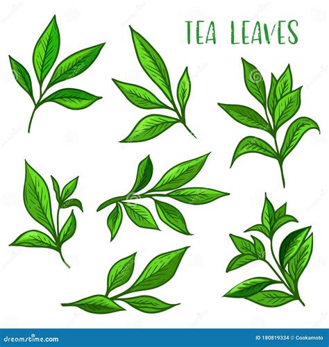 Tea Leaves Icon Green Tea Leaf For Package Stock Vector Illustration
