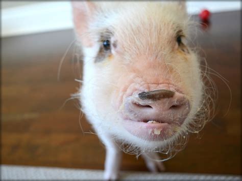 Mini Pig Oscar And The Applesauce Cup Life With A Mini Pig