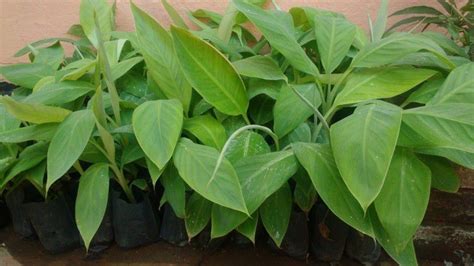 Nanjangud Rasabale Banana Plants Color Green At Best Price In Mysore