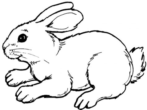 Maybe you would like to learn more about one of these? Belajar mewarnai gambar hewan kelinci lucu untuk anak