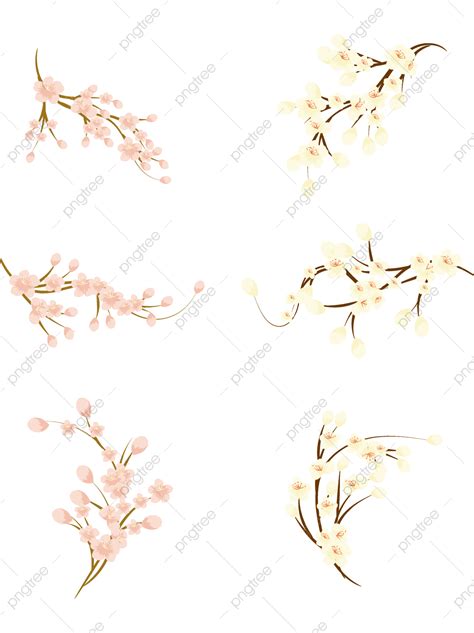 Gambar Ilustrasi Bunga Putih Bunga Bunga Prem Bunga Bunga Putih