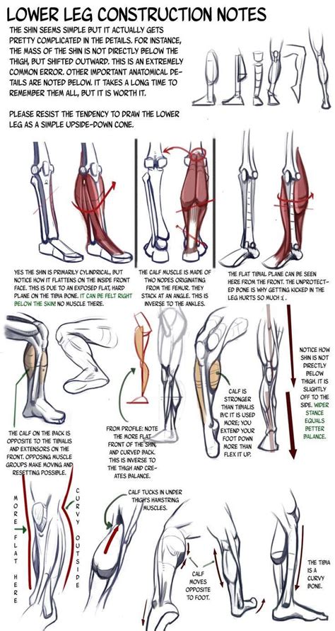 Pin By `jesterworks ` On References And Tuts Anatomy Drawing Anatomy