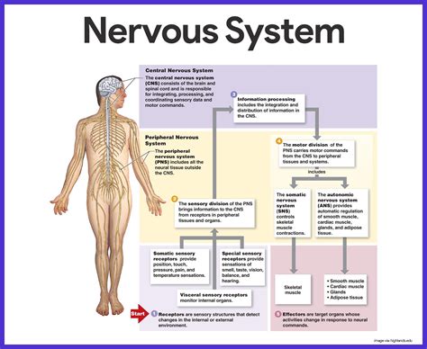 Nervous System Anatomy And Physiology Nervous System Nclex And