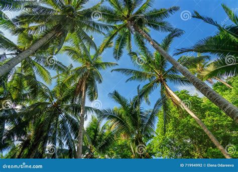 Palm Trees In Tropical Forest Stock Photo Image Of Asia Park 71994992