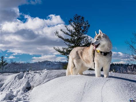 Siberian Husky Winter Animal Dog Husky Snow Clouds Trees Hd