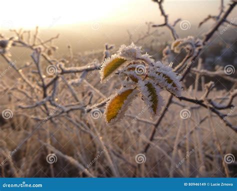 Beautiful Sunrise In A Chilly November Morning Stock Image Image Of