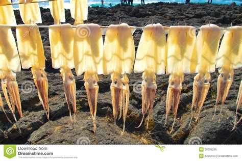 Drying Squids Stock Photo Image Of Sunlight Fresh Travel