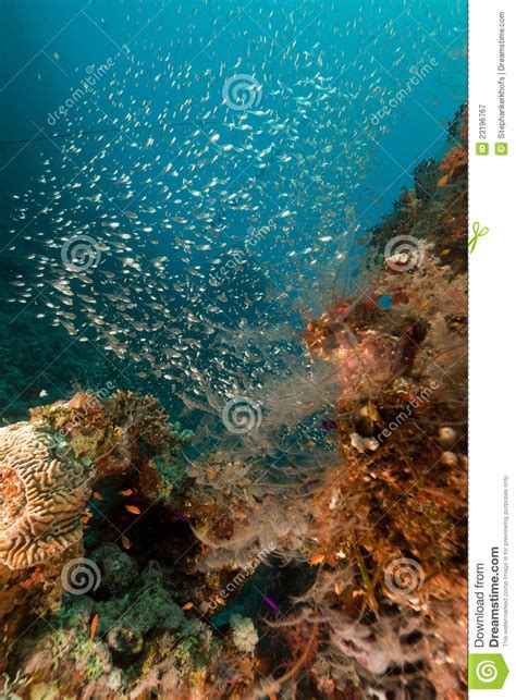 Coral Reef And Glassfish In The Red Sea Stock Image
