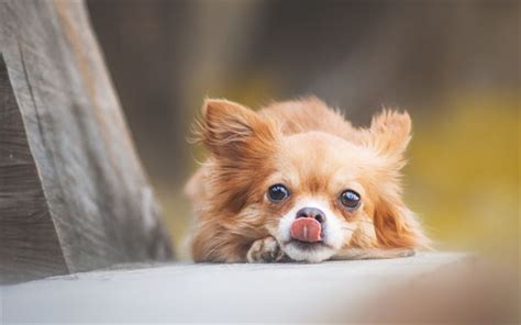 Download Wallpapers Chihuahua Blur Dogs Bokeh Brown Chihuahua