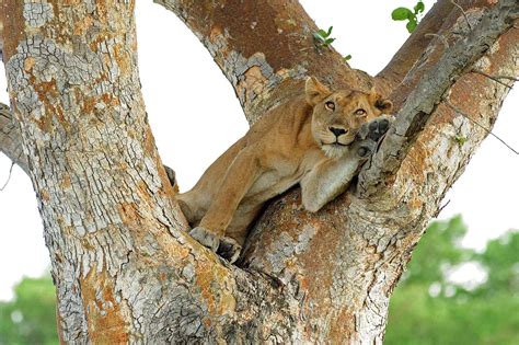 A Closer Look At Tree Climbing Lions Why Do Some Lions Climb Trees