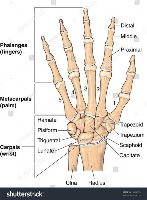 Skeleton anatomy scheme with greater tubercle, deltoid. Hand Bones Anatomy (With images) | Hand bone, Hand bone ...