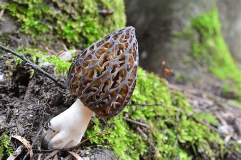 Here Is Morel Mushroom Season In West Virginia 2023 Guide The