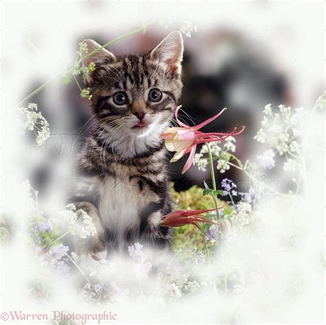 Tabby Kitten Among Spring Flowers Photo Wp08970