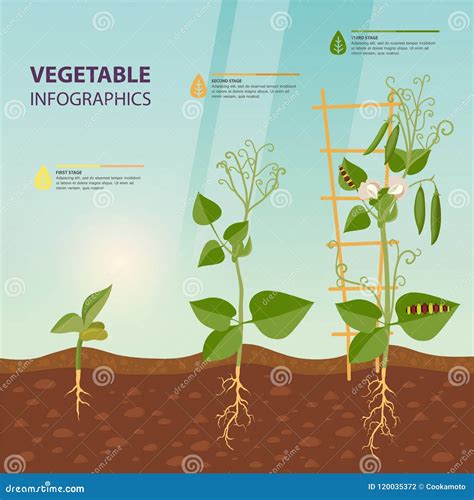 Infographic Of Plant Growth Stages Botany Vector Illustration