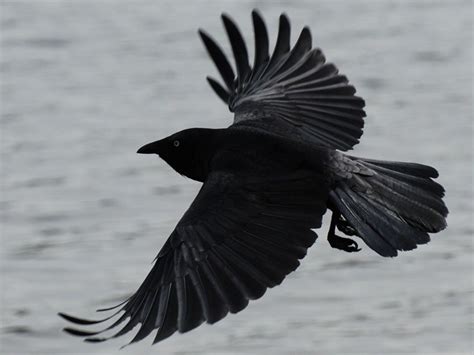 Black Crow In Flight Wallpaper 1024×768 Birds Wallpapers