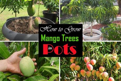 How To Grow Mango Tree In Pot Growing Mangoes Indoors