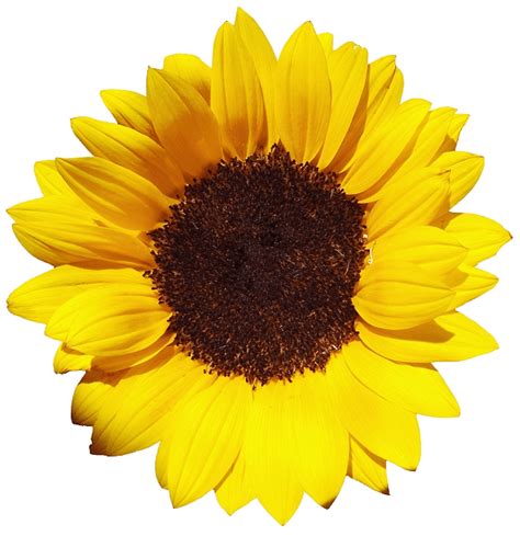 Girasoles Png Sin Fondo Png Image Collection