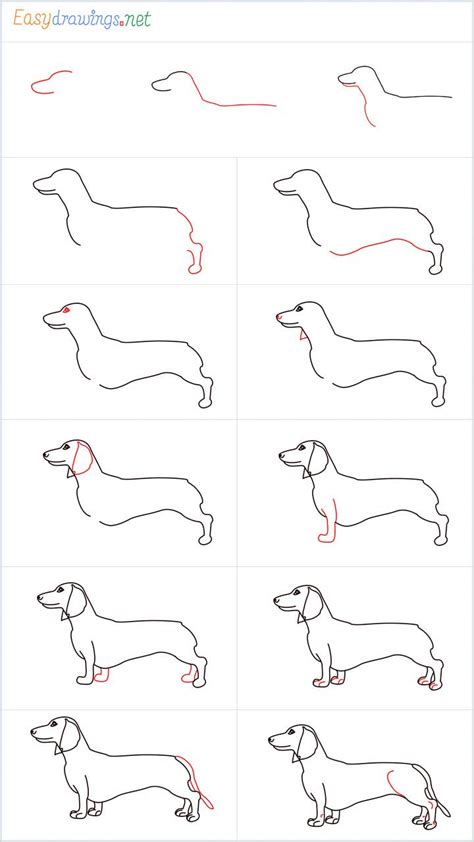 How To Draw A Dachshund Step By Step 13 Easy Phase In 2022 Learn