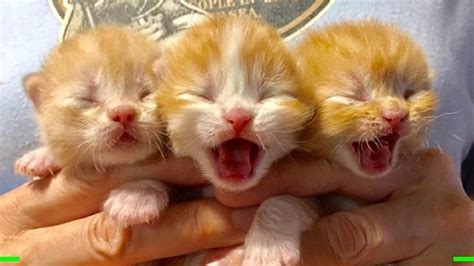 These Cutest Cats Must Make Your Heart Warm Part 2 Adorable Cats