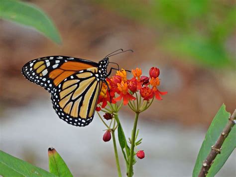 The Monarch Butterfly Is Now Endangered Dogwood Journal