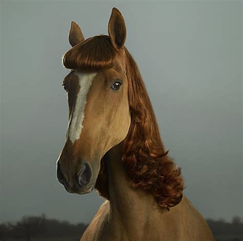 The Hair Extension Expert Horse Hair Extensions