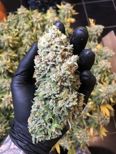 It looks like you may be having problems playing this video. Royal Queen Seeds Lemon Shining Silver Haze 3 grow journal ...