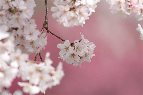 Sakura Yumi Flickr
