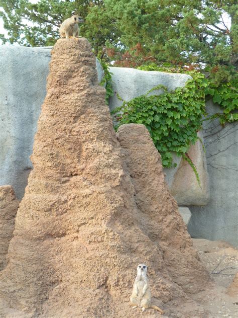 Meerkat Exhibit Huge Termite Mound Zoochat