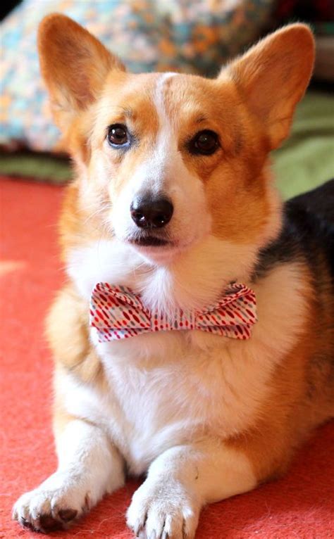 Vets do prescribe aspirin for dogs, but aspirin has some serious side effects that dog owners need to be aware of. Can I Give My Dog Aspirin? Is Aspirin Safe For Dogs ...