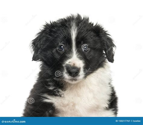 Border Collie 2 Months Against White Background Stock Image Image