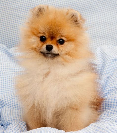 White Teacup Pomeranian Puppies For Sale In Sacramento Ca
