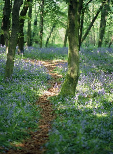 Bluebell Wood Stock Image B5701428 Science Photo Library
