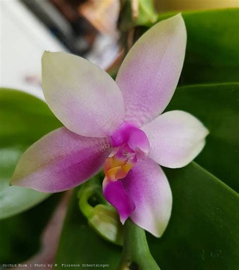 Orchid Boom World Of Orchids Phalaenopsis Violacea Malaysia
