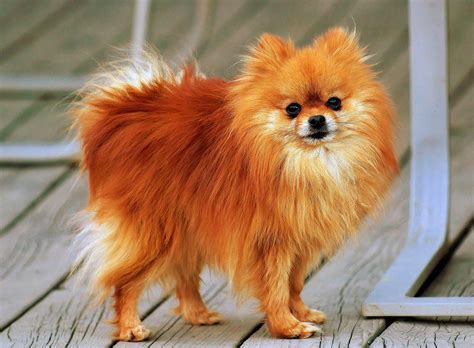Pomeranian Dog Breed Information Pictures And More
