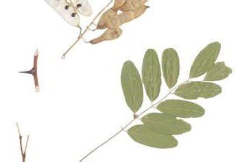 A tree would then be planted over top of that. Flowering Trees With Pods | Home Guides | SF Gate