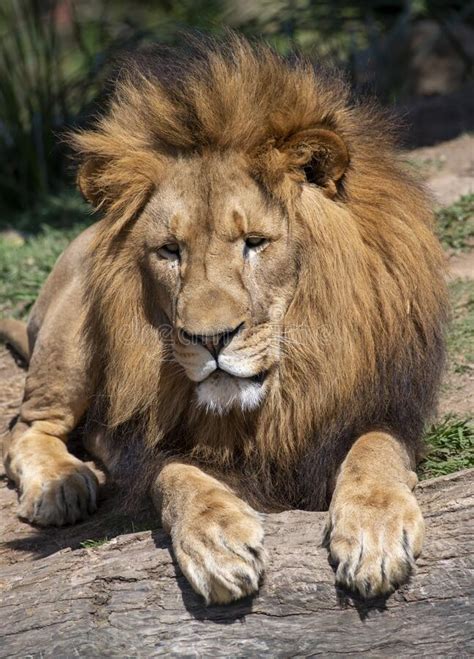 A Male African Lion Panthera Leo Resting Stock Image Image Of