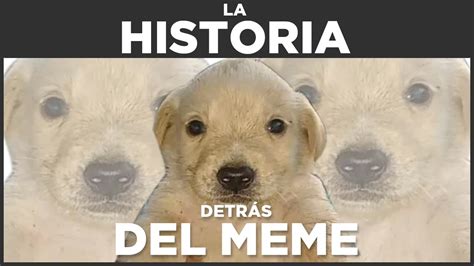 Te Quiero Mucho Perrito La Historia Detrás Del Meme Youtube