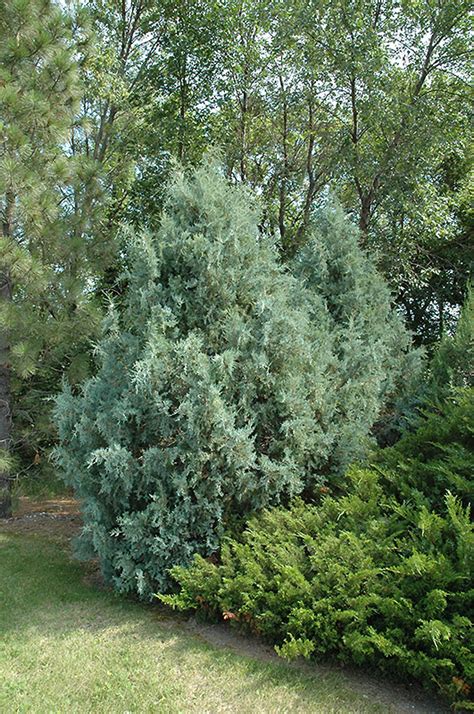 Wichita Blue Juniper Juniperus Scopulorum Wichita Blue In Denver