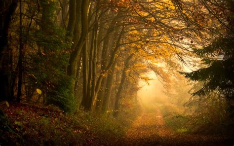 Wallpaper Sunlight Trees Forest Leaves Nature Grass Road