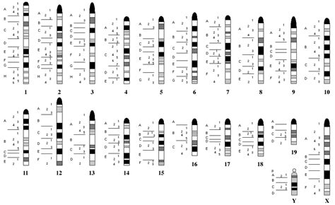 Chromosome Banding Banding Chromosome